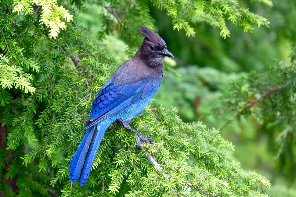 bird watching tours vancouver