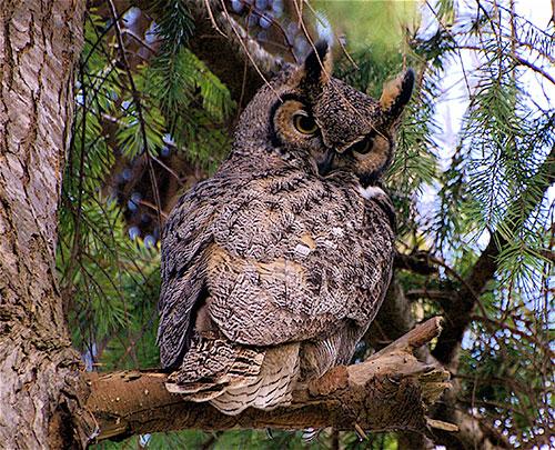 Six facts about great horned owls • British Columbia Magazine