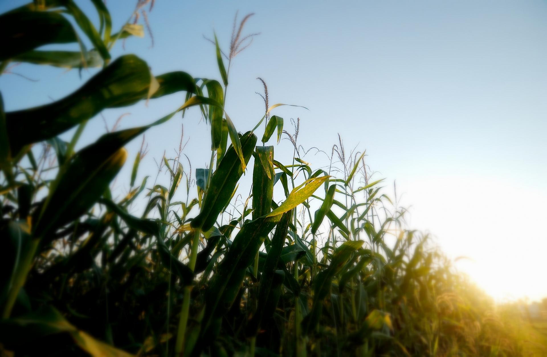 Get Lost 4 Vancouver Island Corn Mazes • British Columbia Magazine