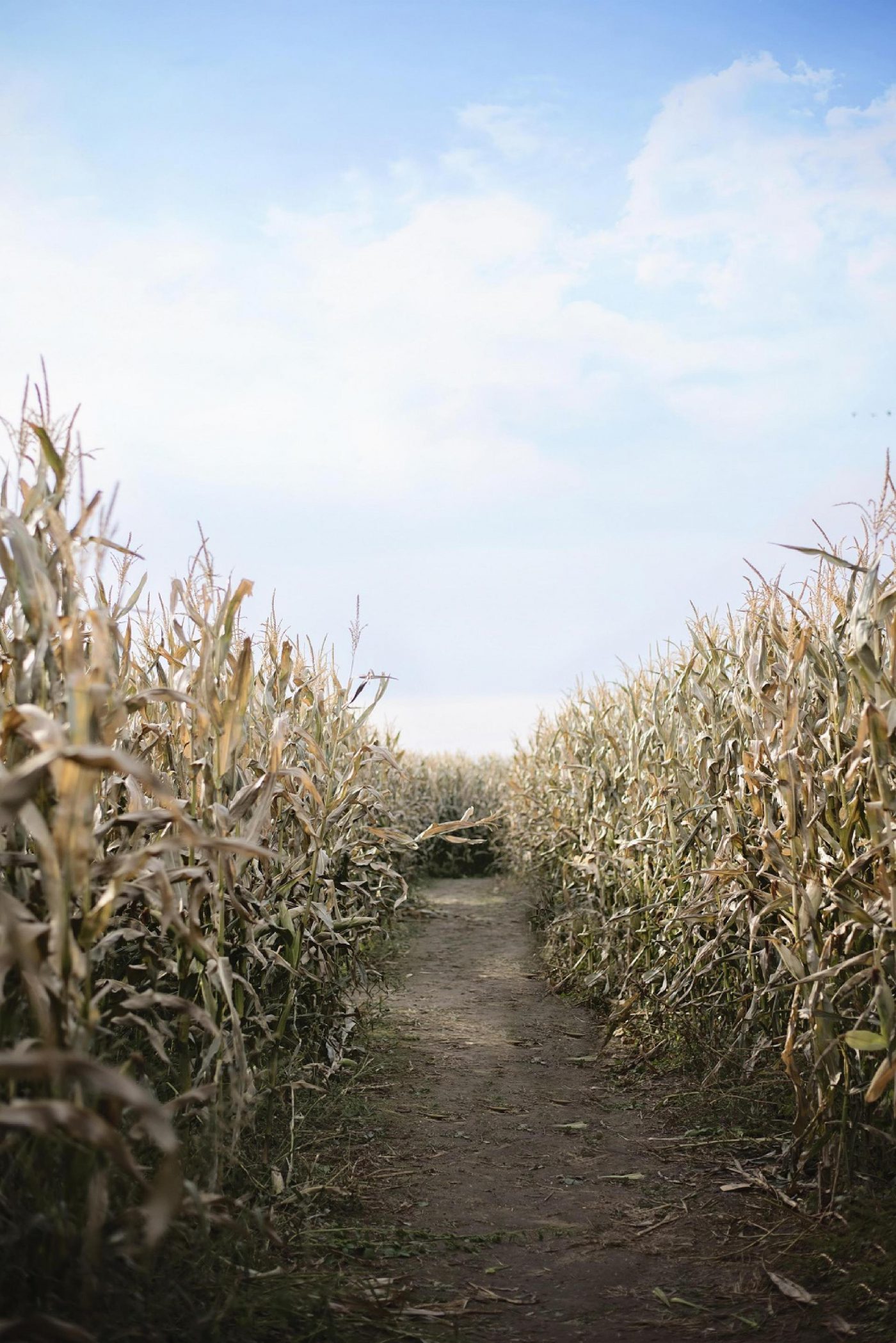 Get Lost 5 Okanagan Corn Mazes • British Columbia Magazine