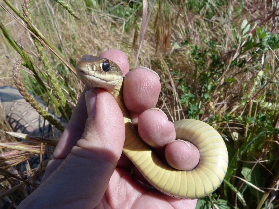 Hot weather is waking B.C. snakes from their slumber. Here's how to identify them