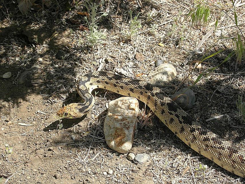 Hot weather is waking B.C. snakes from their slumber. Here's how to identify them