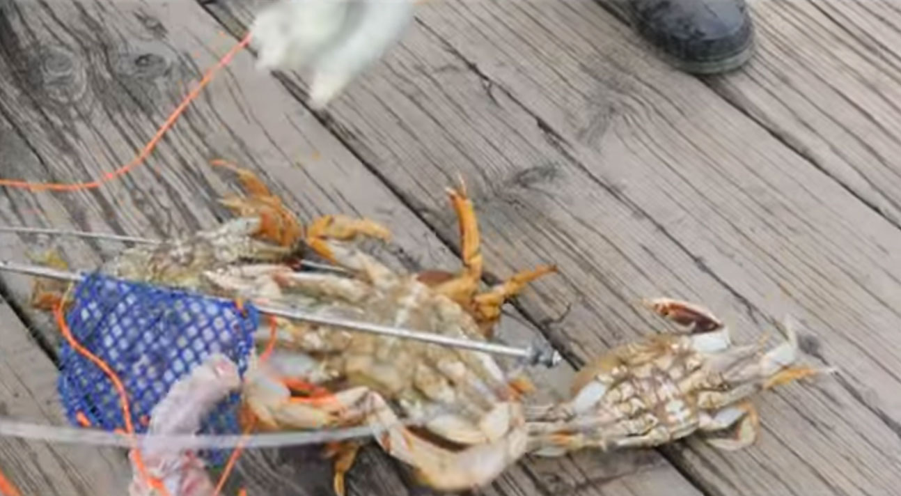 Crab fishing at Jericho Pier • British Columbia Magazine