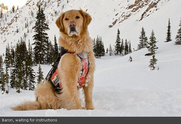 Avalanche dogs • British Columbia Magazine