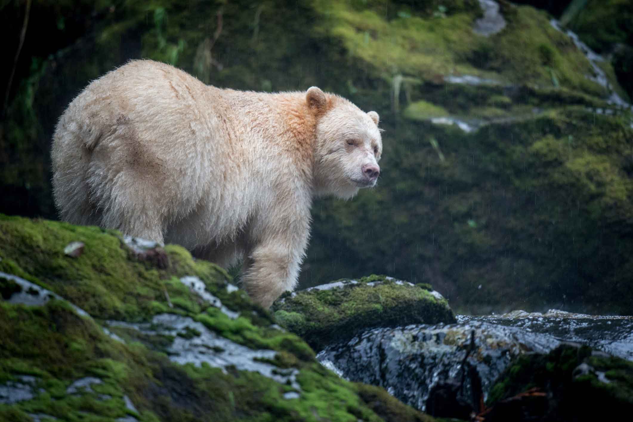 great bear rainforest tourism