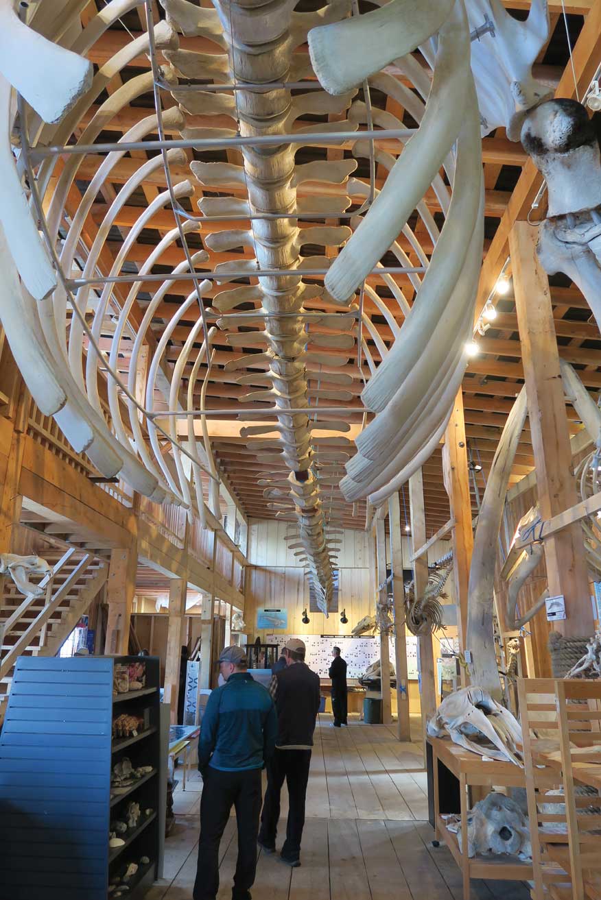 60-foot fin whale skeleton