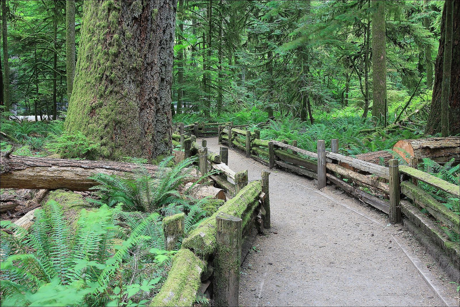 Visit MacMillan Provincial Park Cathedral Grove Visit MacMillan Provincial Park Cathedral Grove