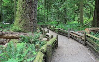 Visit: MacMillan Provincial Park & Cathedral Grove
