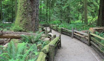 Visit: MacMillan Provincial Park & Cathedral Grove
