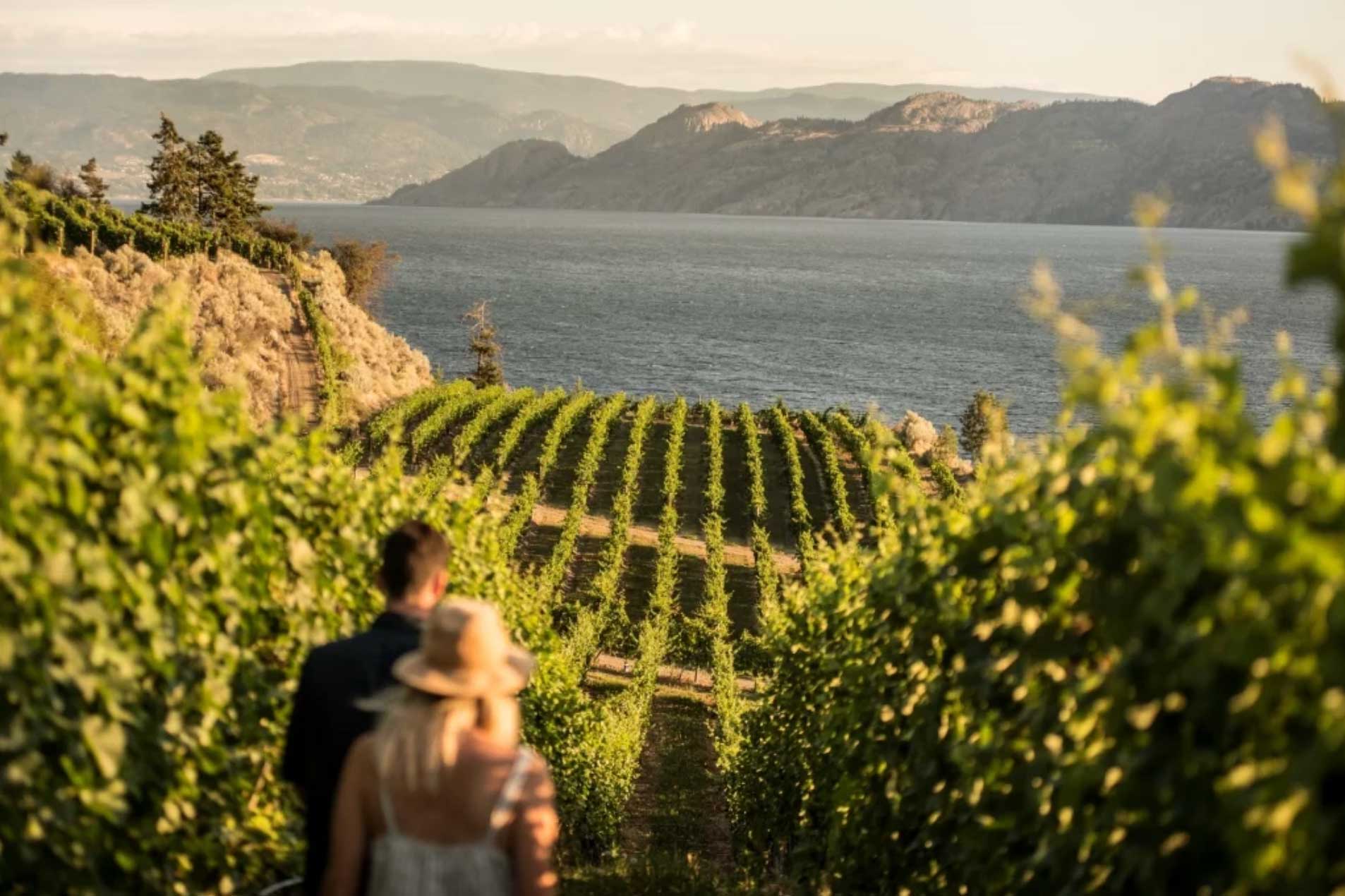 Evolve Cellars Vineyard on Okanagan Lake.