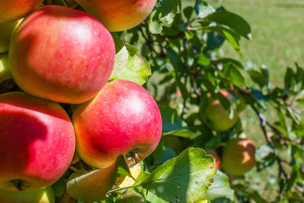 6 Cideries To Visit In BC • British Columbia Magazine