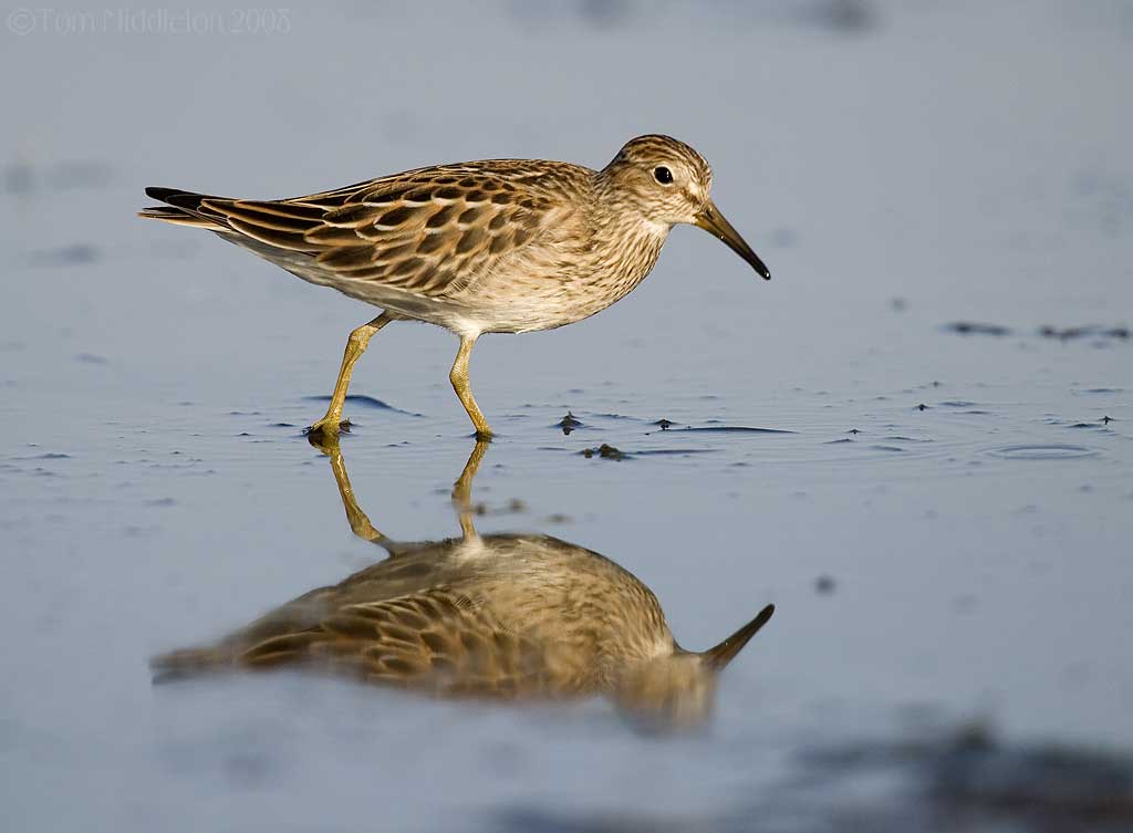 Each year, huge flocks of western sandpipers visit the Fraser estuary to refuel before continuing their journey north. Credit: Tom Middleton.