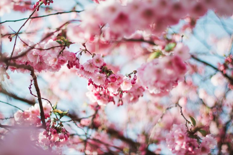 Cherry blossoms