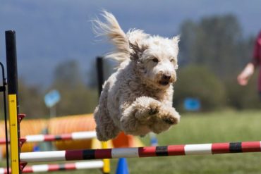 Pet Lover Show
