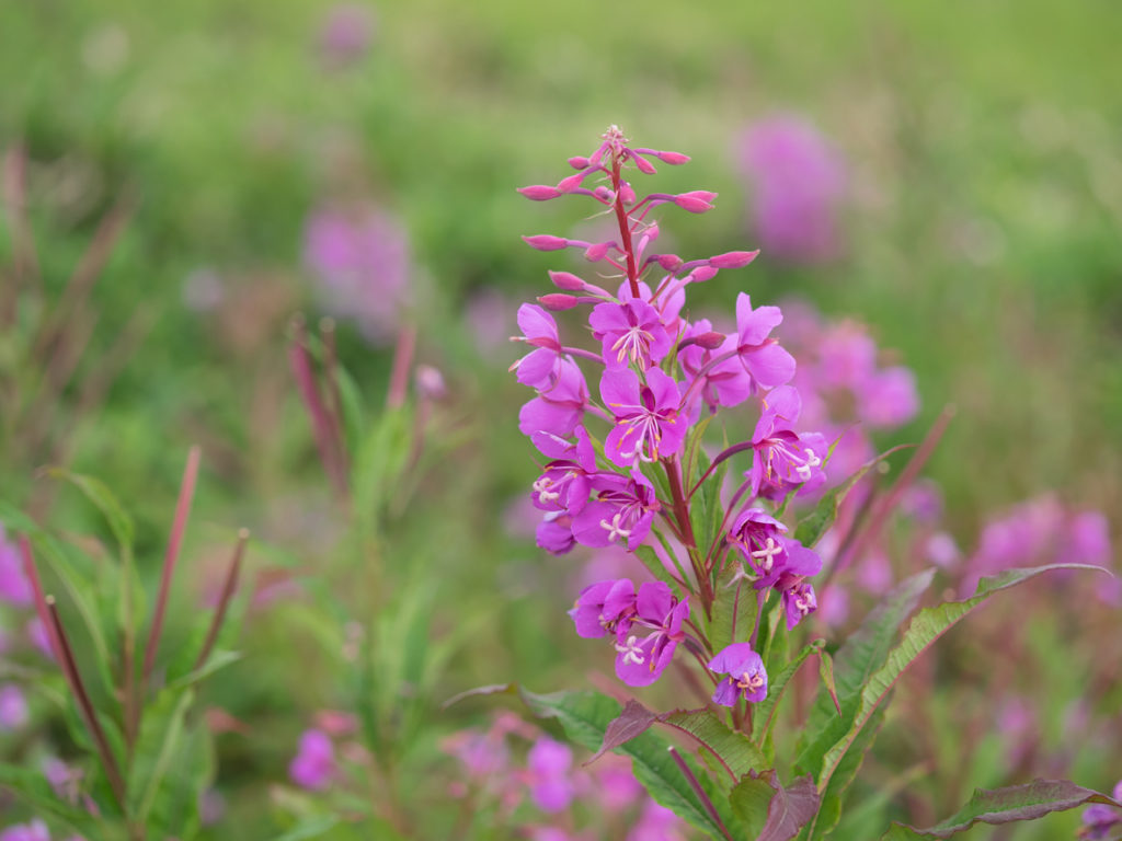Making Fireweed Jelly • British Columbia Magazine