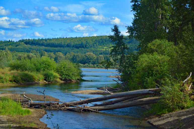 Cottonwood Island Nature Park • British Columbia Magazine