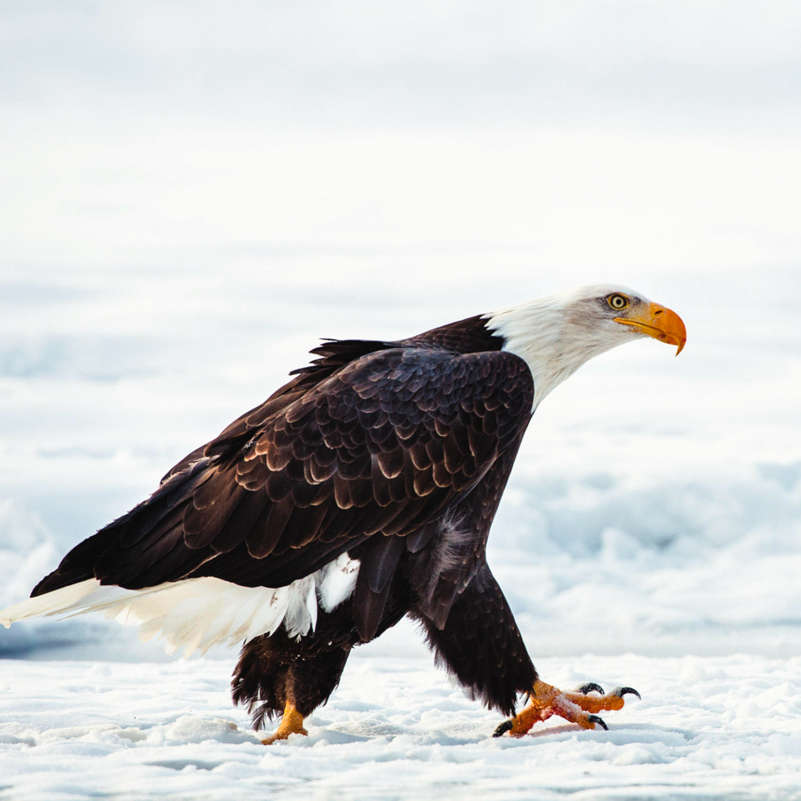 Eagle. Photo by Sergey Uryadnikov/Dreamstime.