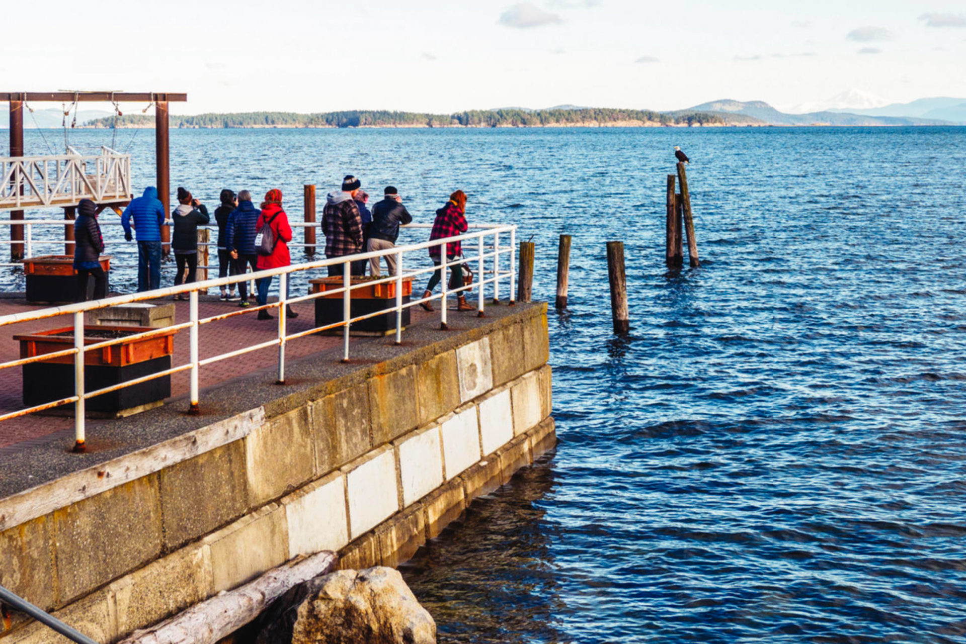 Few birds can attract a crowd like a fully grown bald eagle, such as this one in Sidney. Photo by Pr2is/Dreamstime.