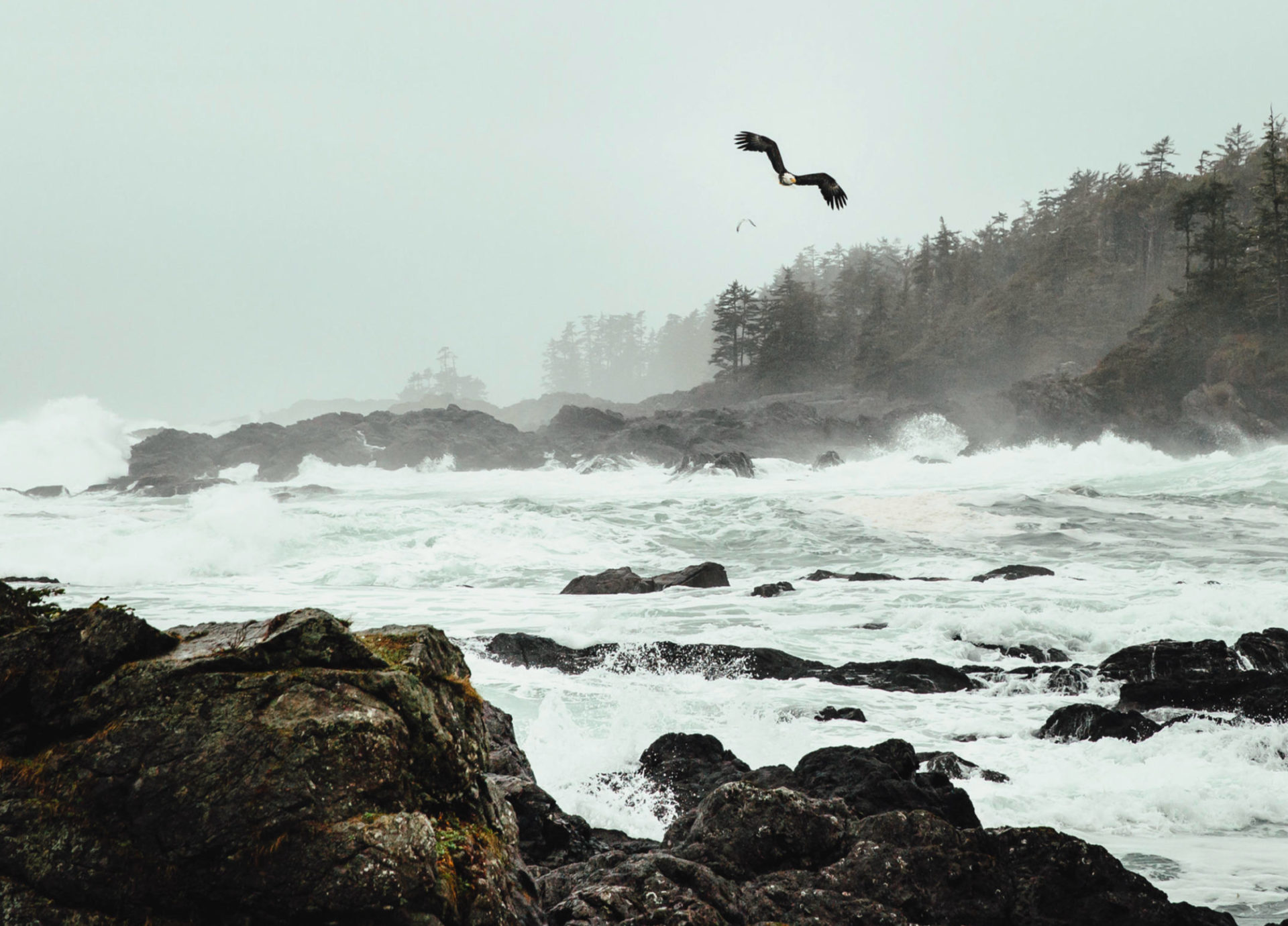 Eagle. Photo by Destination BC/Mike Seehagel.