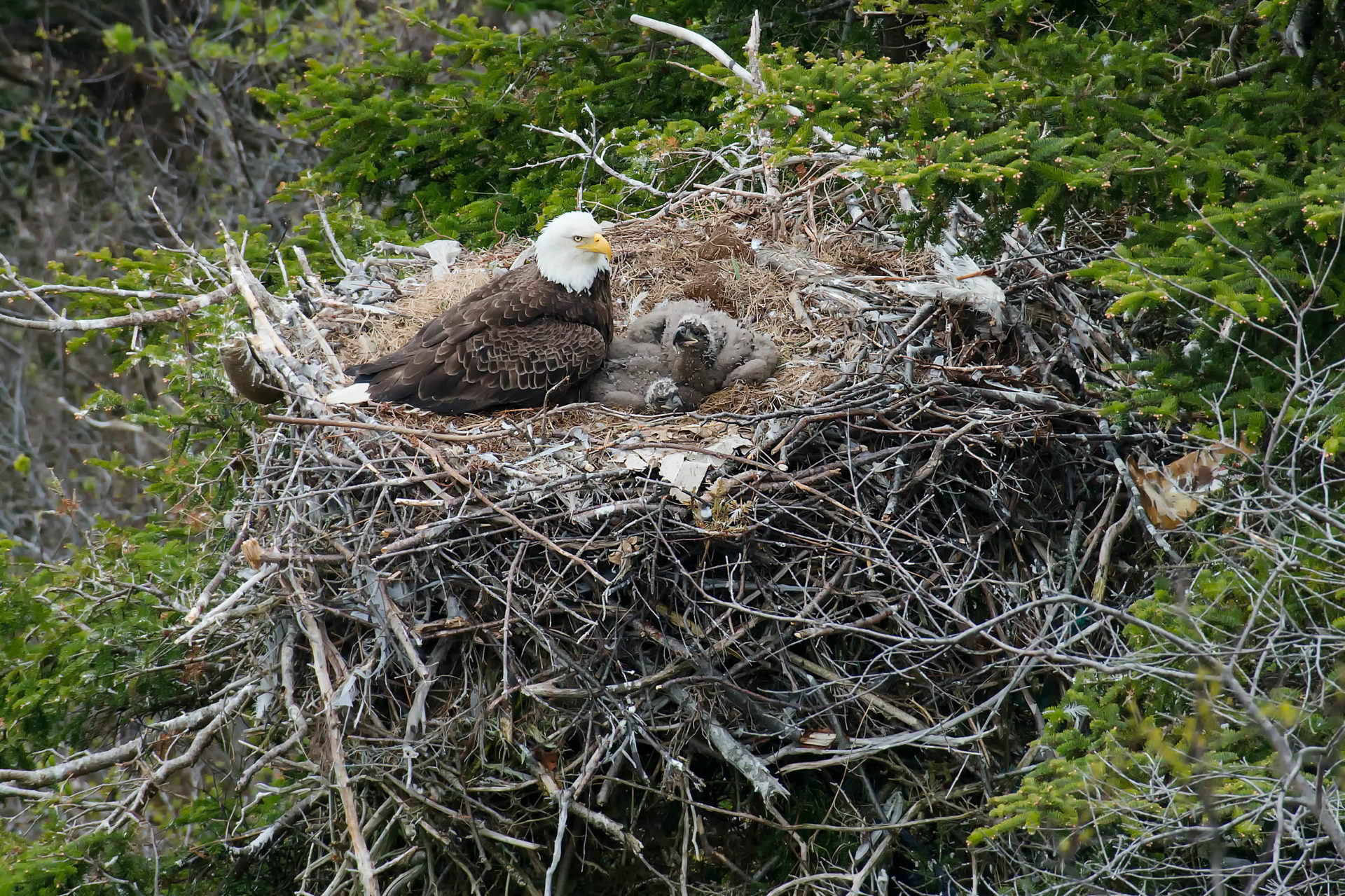 Bald eagles mate for life and both parents are involved in the rearing of their young. Photo by Paul Reeves/Dreamstime.