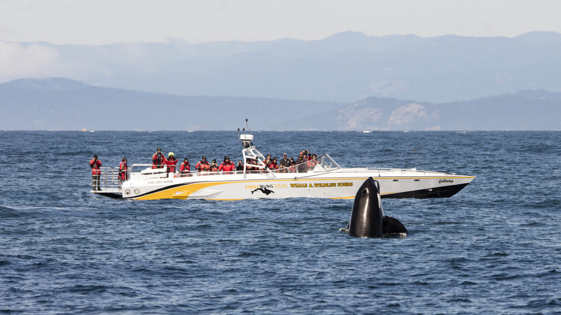 Photo by Eagle Wing Whale Watching/Destination BC.