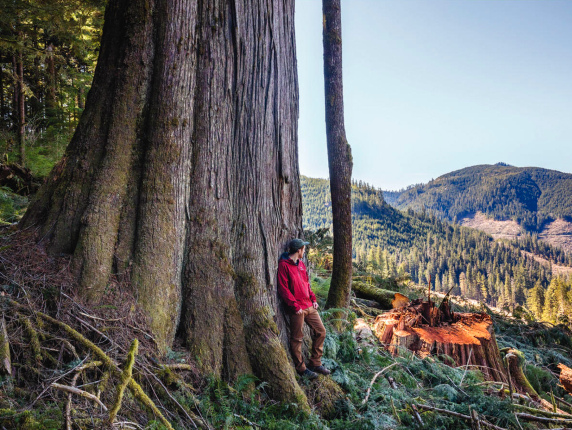 Fallen Giants. Photo by TJ Watt.