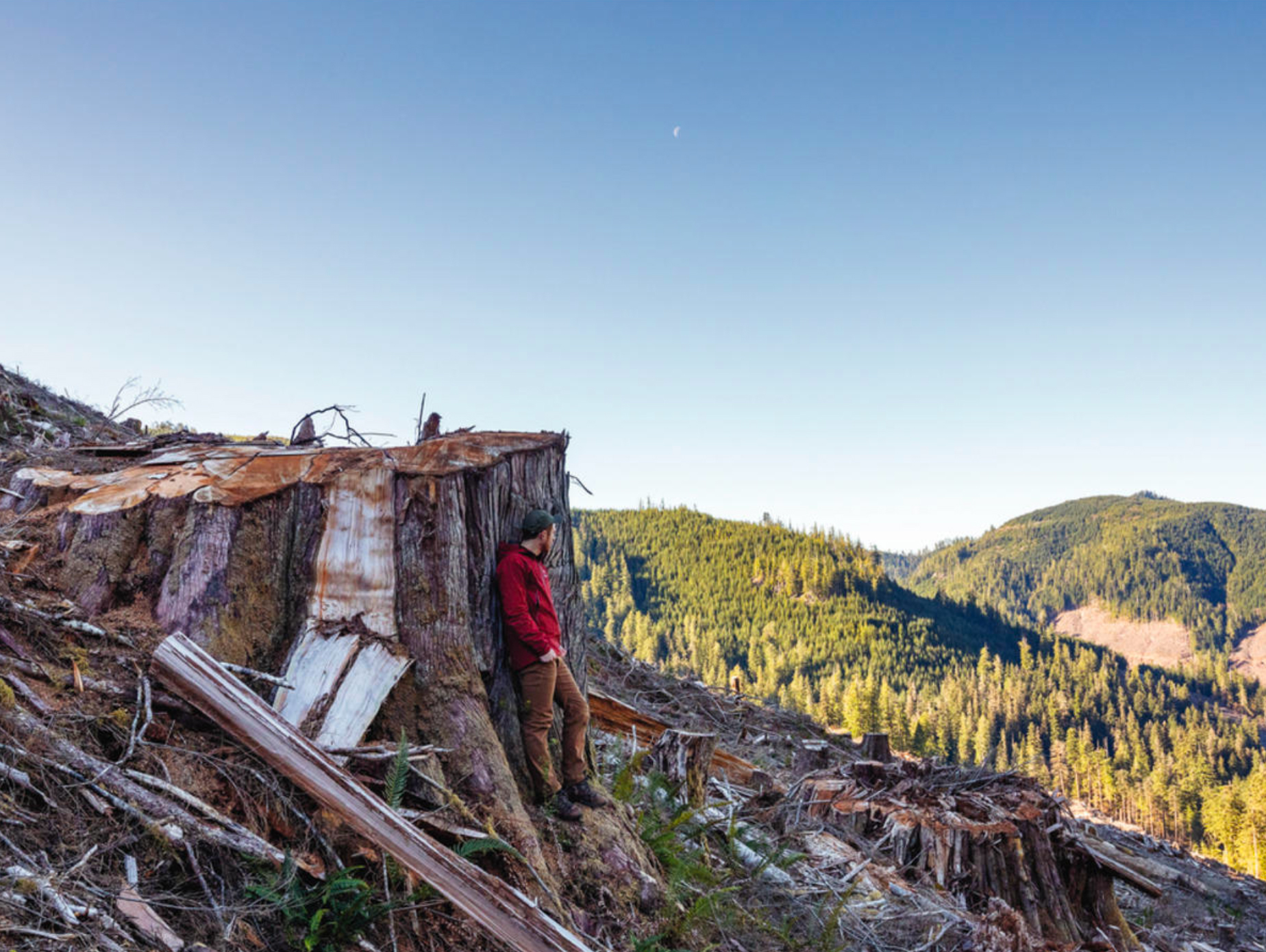 Fallen Giants. Photo by TJ Watt.