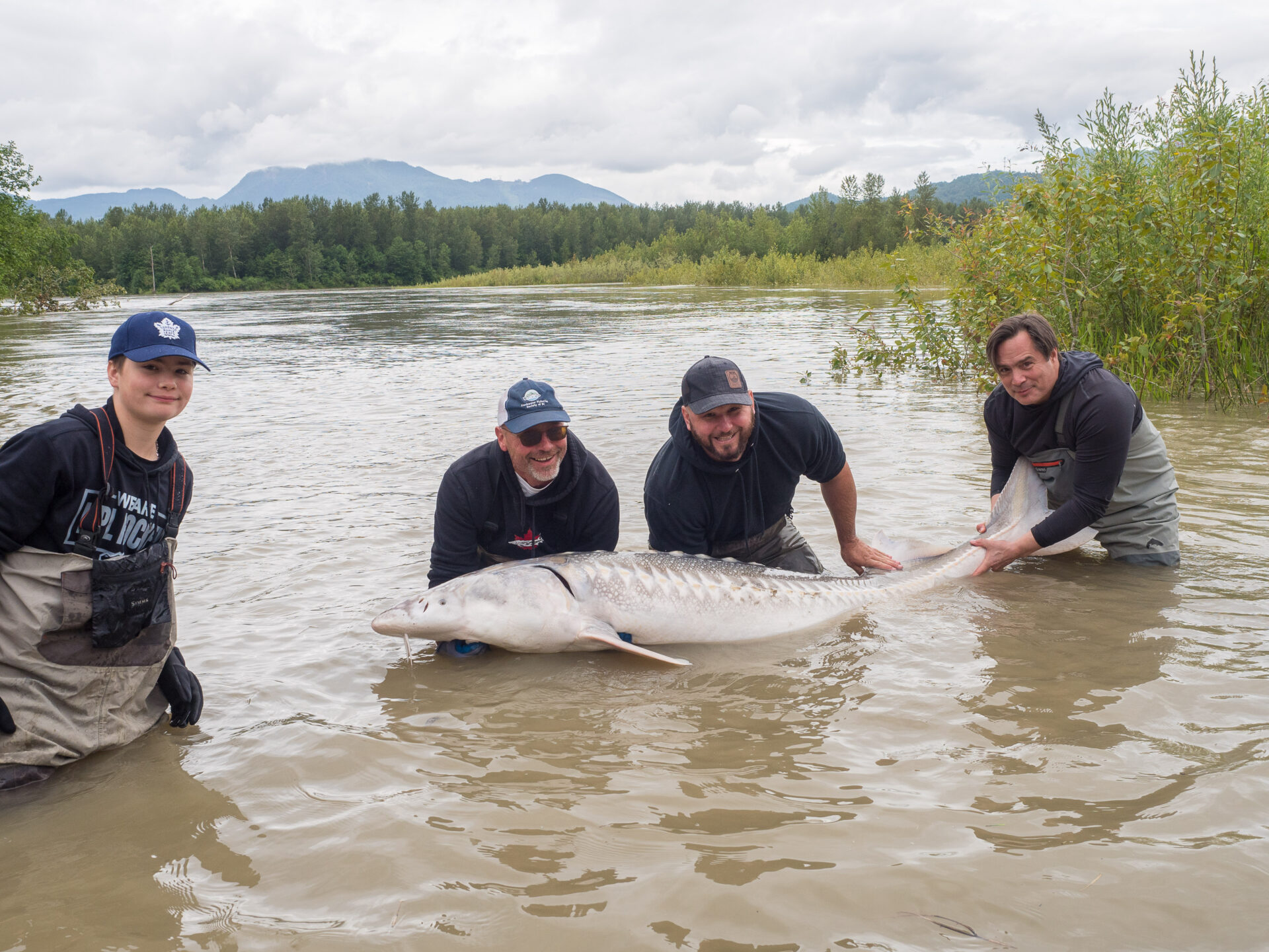 Catching (and Saving) the Fraser River Sturgeon • British Columbia Magazine