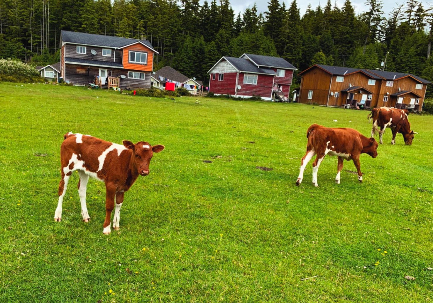 Remnants of failed attempts to introduce the species as a revenue source, the wild cows of Opitsaht have adapted to coastal living. Photo by Jane Mundy.