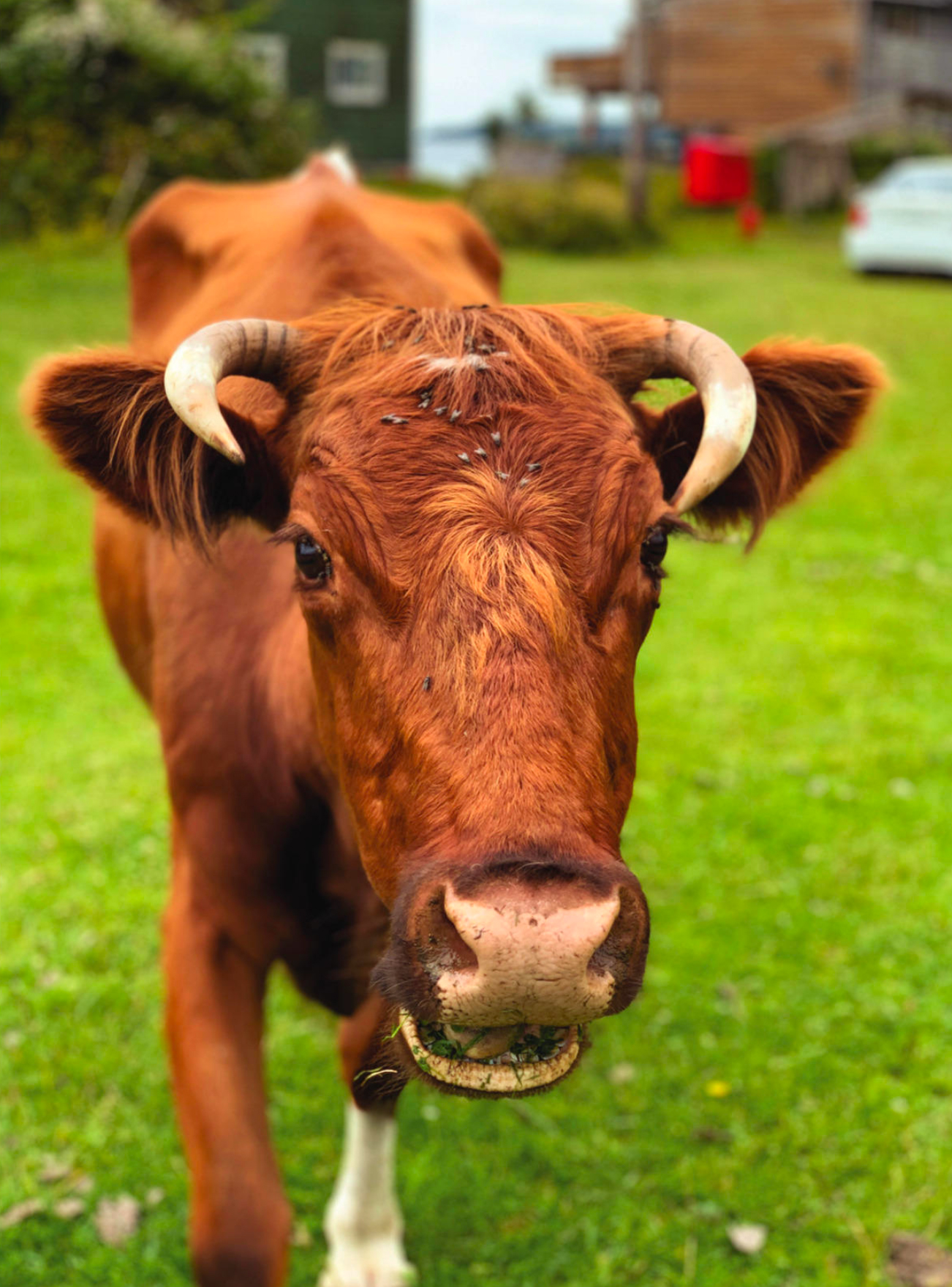 Where the Cows Roam Wild. Photo by Jane Mundy.