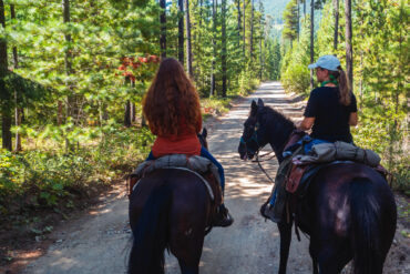 Horses. Photo by Diane Selkirk.