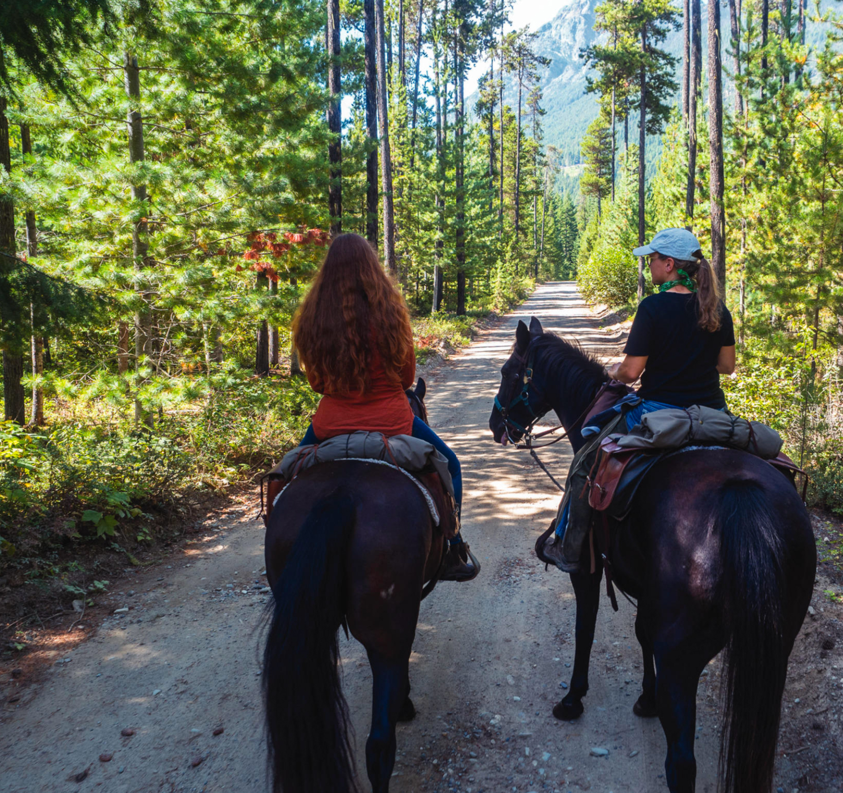 Horses. Photo by Diane Selkirk.