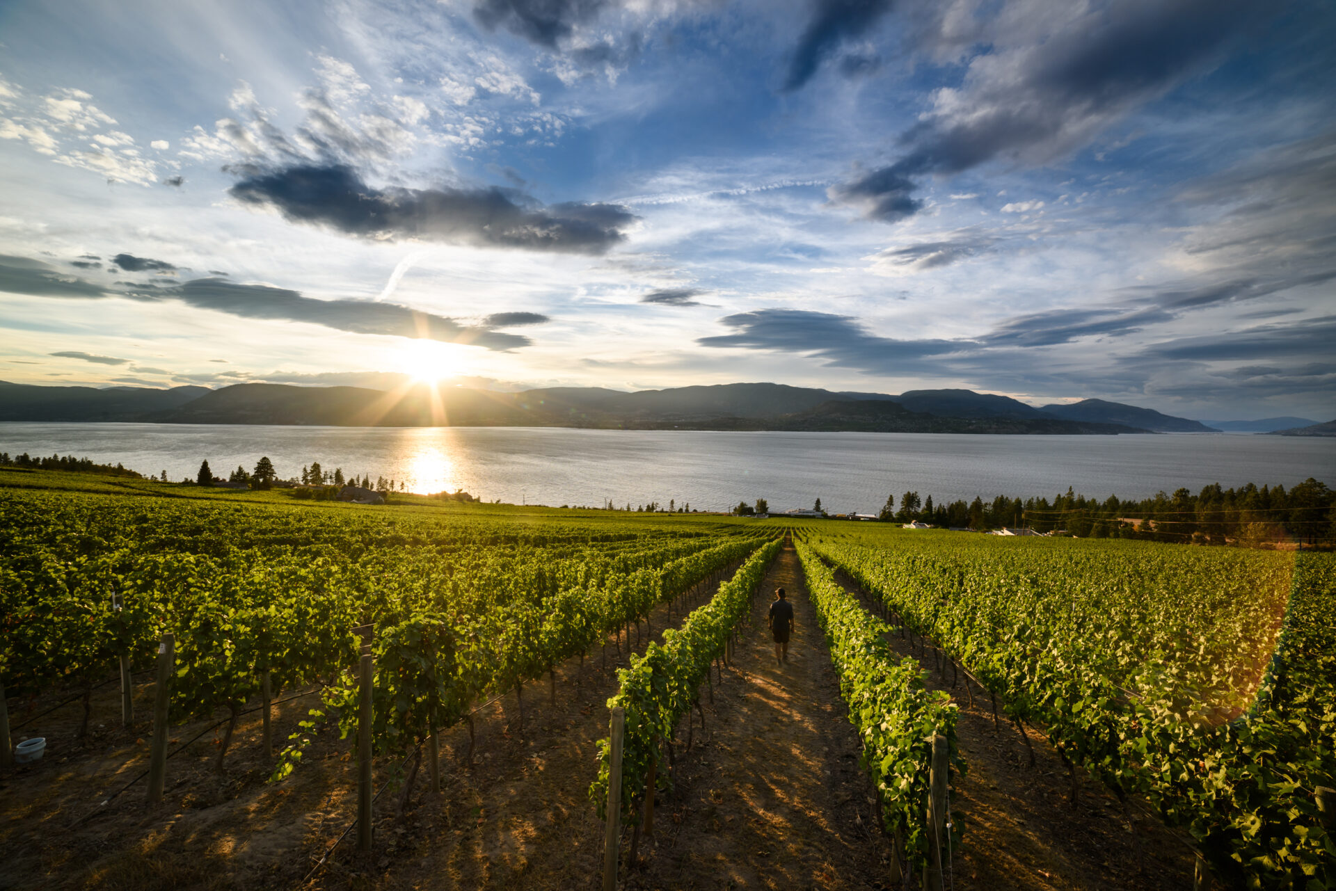 CedarCreek Estate has joined a growing number of certified organic BC wineries. Photo by Destination BC/Andrew Strain.