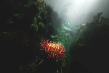 Beneath the Pacific lies a world of its own. Photo by Kristian Gillies.