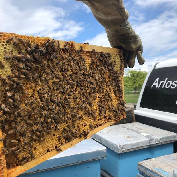 Arlo's Honey Farm.