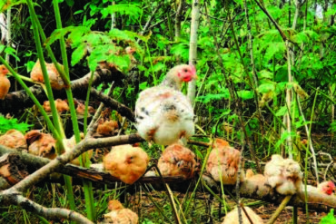 Skeena’s Tree-Range Chickens. Photo by Jane Mundy.