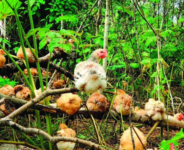 Skeena’s Tree-Range Chickens. Photo by Jane Mundy.