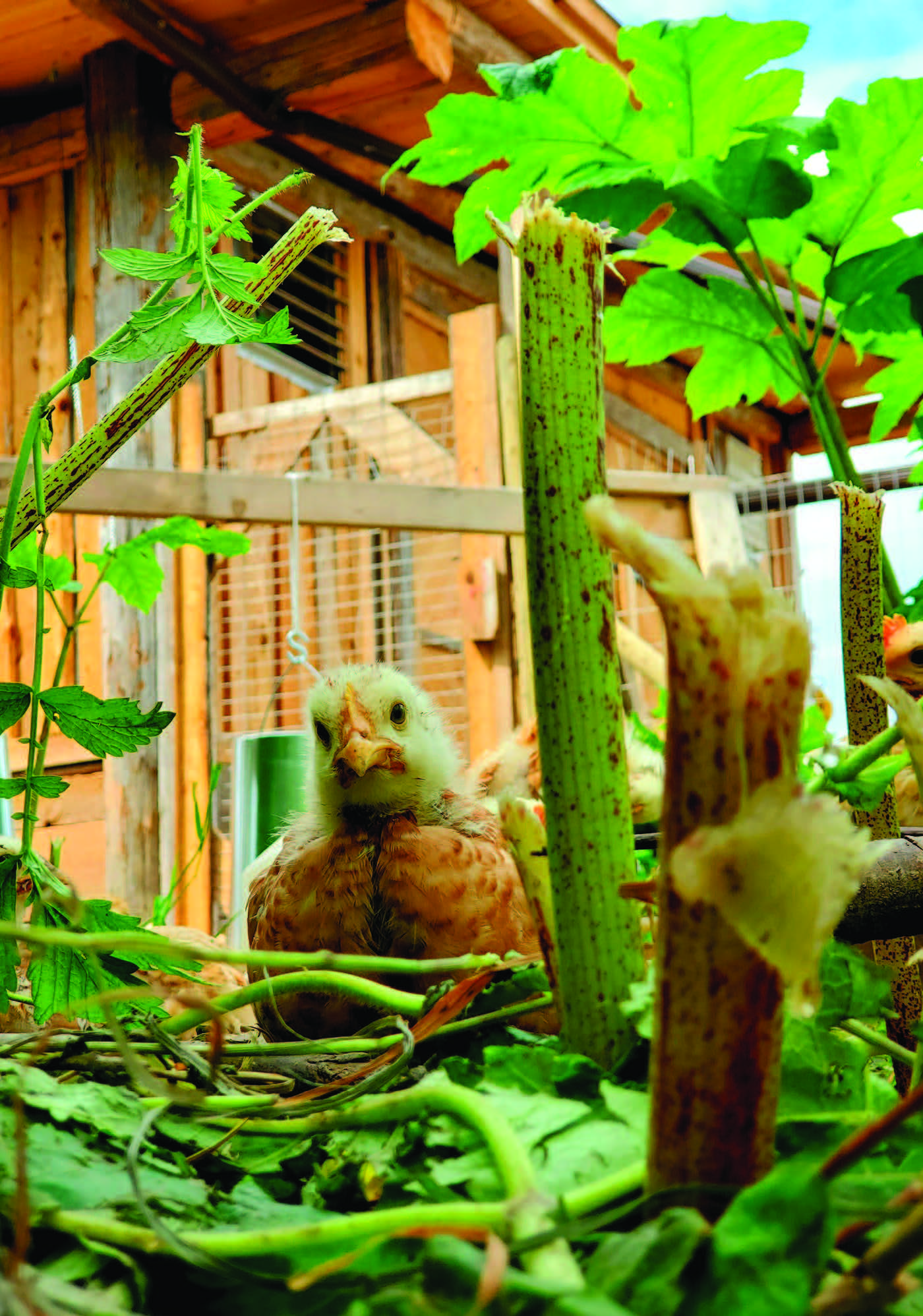 Skeena’s Tree-Range Chickens. Photo by Jane Mundy.