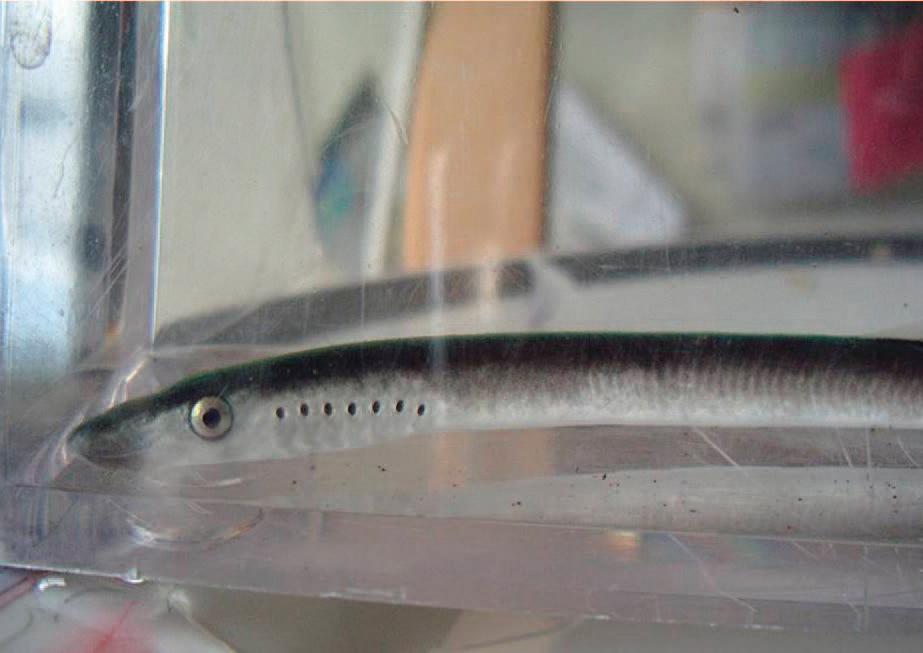 The Morrison Creek lamprey is found only in its namesake creek. Photo by Janet Gemmell.