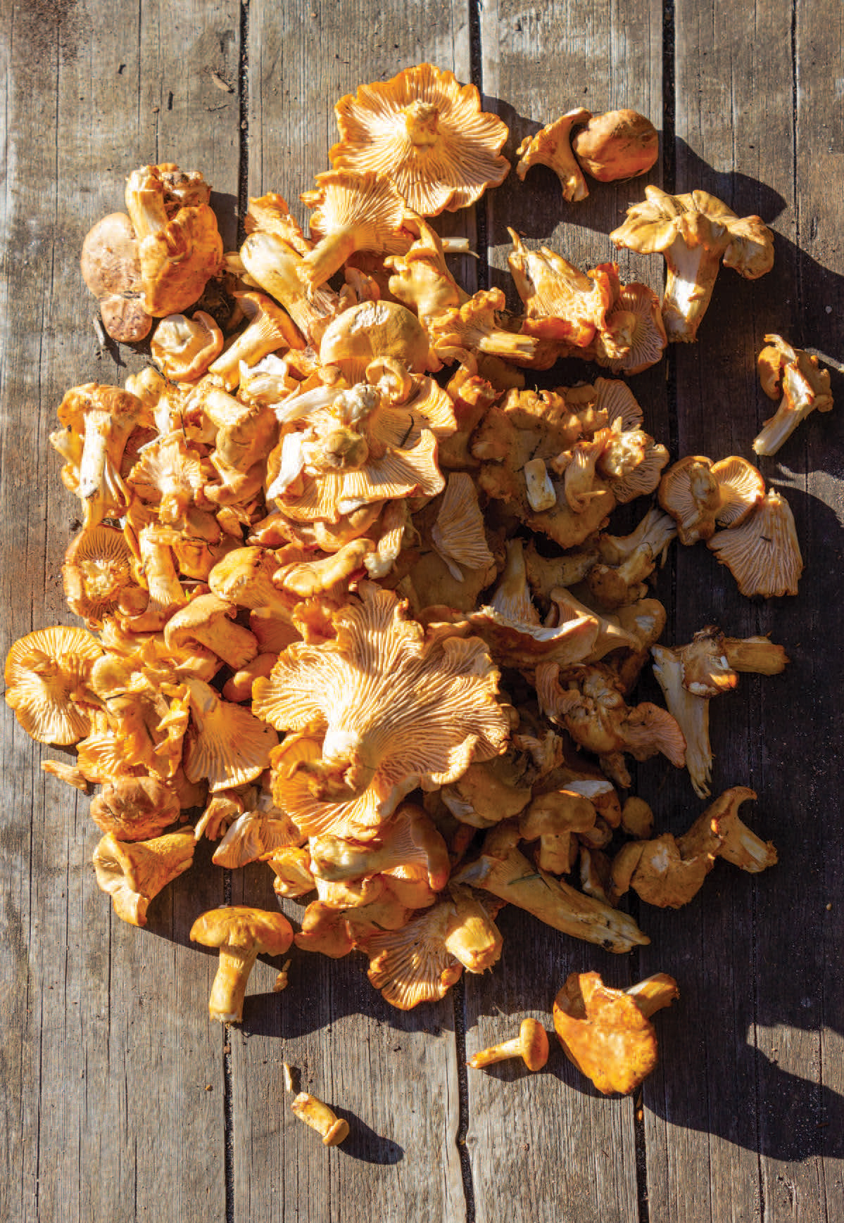 With a little luck and the right season, there is a bounty to be found in this remote park, like these golden chanterelles. Photo by Jason Harman.