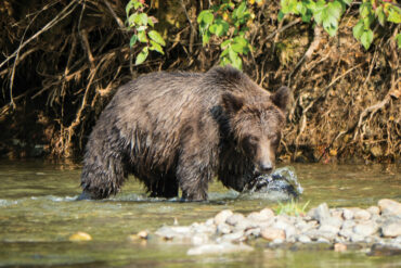 Photo by Diane Selkirk.