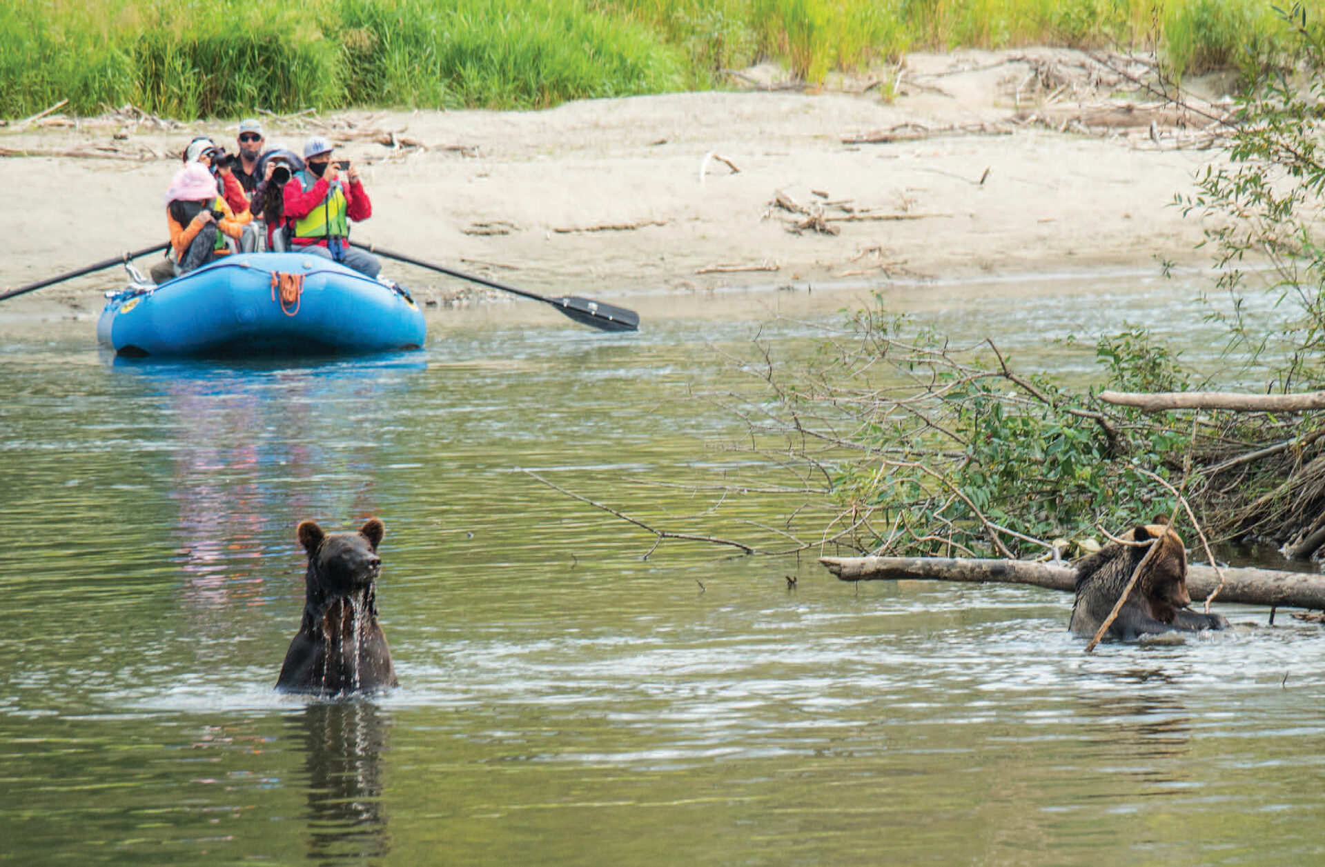 Float boats don't seem to disturb bears as they feed—but a study is underway to confirm the impact. Photo by Diane Selkirk.