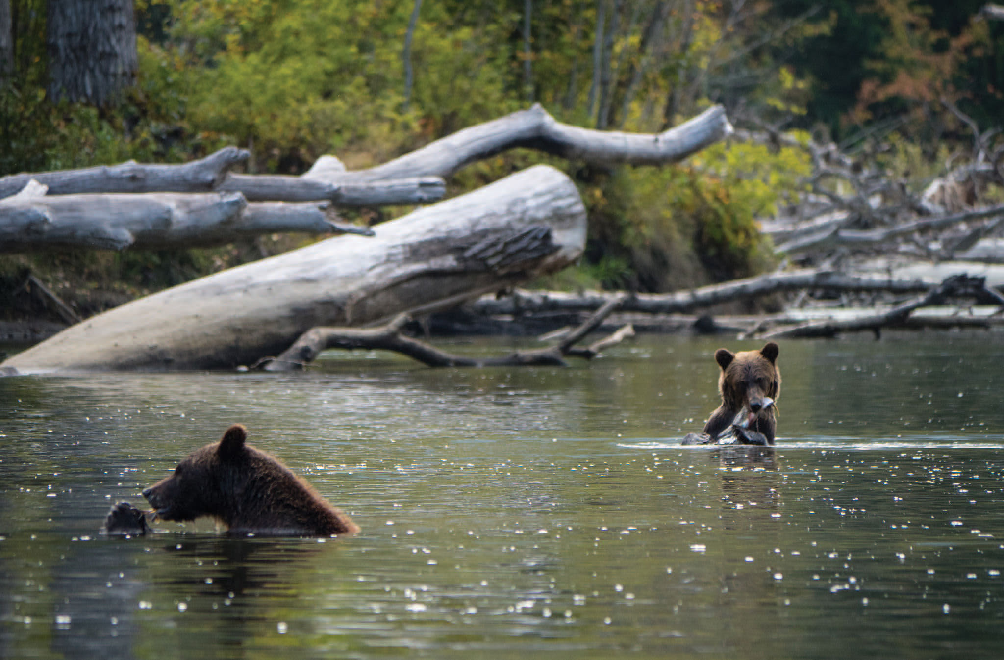 Second-year cubs lazily feeding in the Atnarko River. Photo by Diane Selkirk.