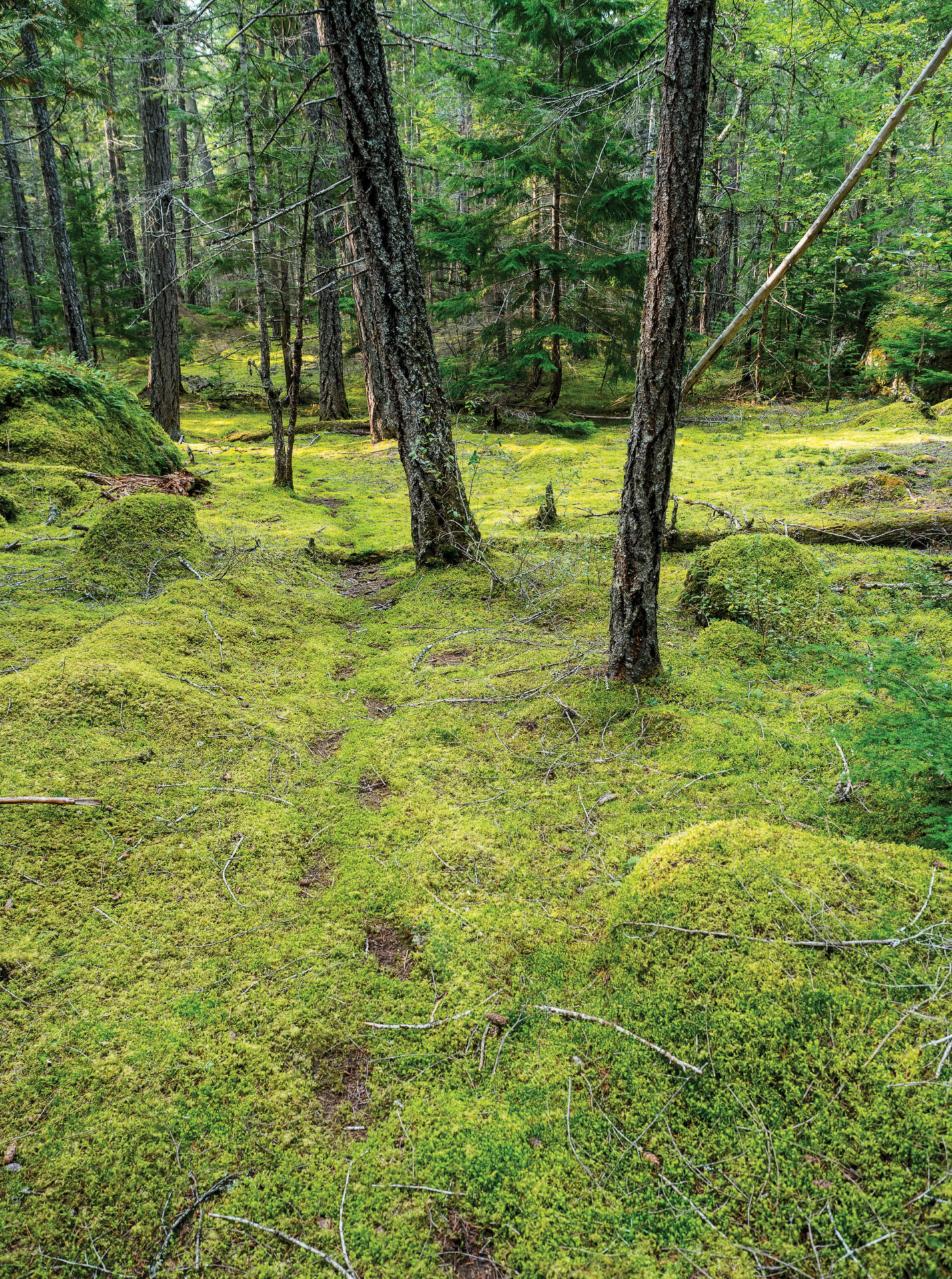 These marks in the moss are left by generations of bears stomping in one another's footprints. Photo by Diane Selkirk.