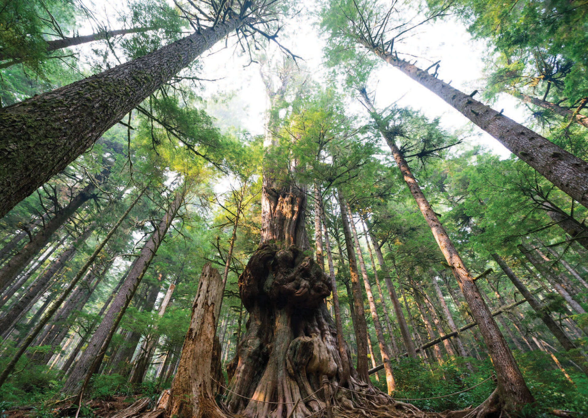 Avatar Grove is one of the most awe-inspiring sights on Vancouver Island. Photo by Tourism Vancouver Island/Ben Giesbrecht.