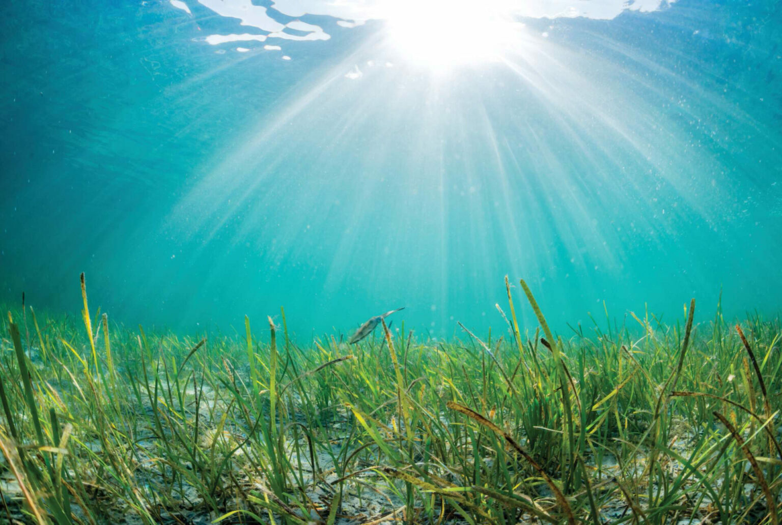 Eelgrass • British Columbia Magazine