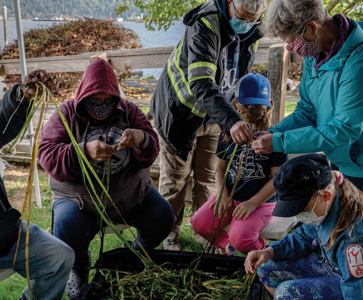 Volunteers separate eelgrass clusters so that each plant can be imbedded separately. Photo by Shane Gross.