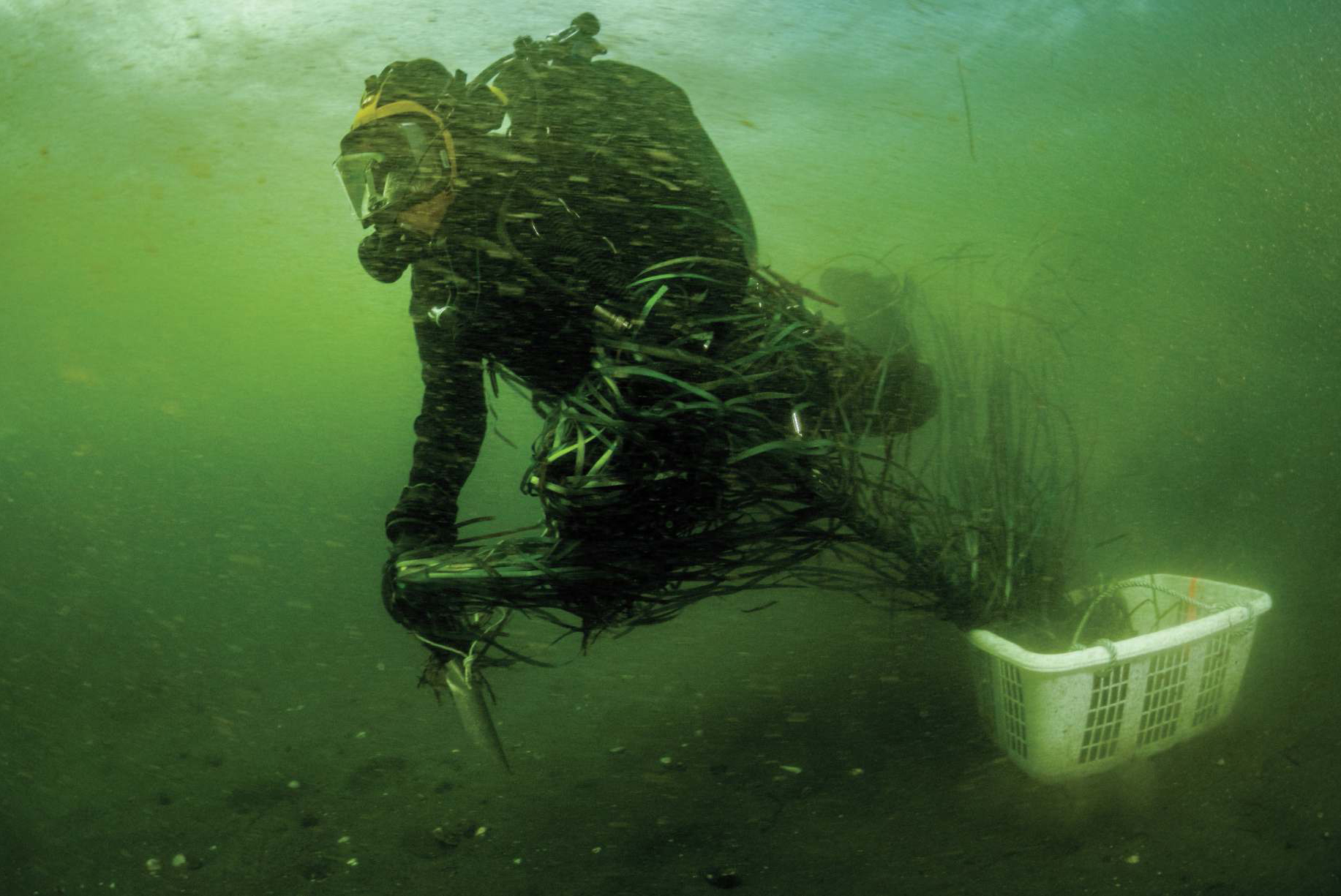 A diver grabs eelgrass plants from a laundry basket to transplant them in the shallow waters near Cowichan Bay. Photo by Shane Gross.