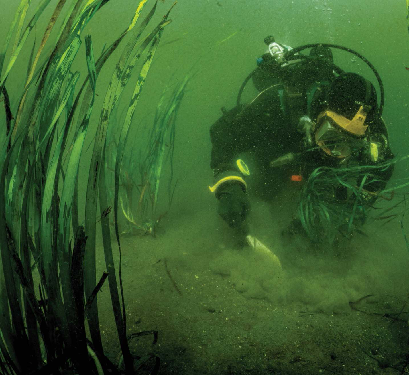 The diver uses a wide blade to dig a deep hole for rooting the rhizomes of an eelgrass transplant. Photo by Shane Gross.