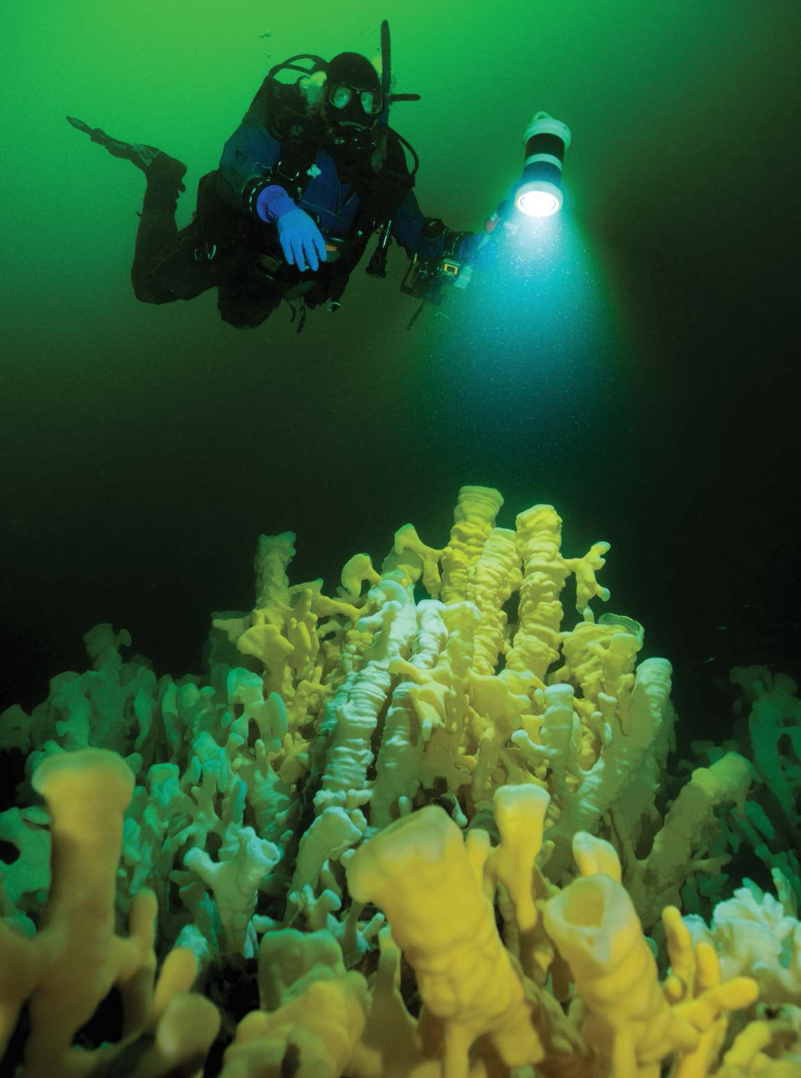 This glass sponge reef is just one of the many natural wonders in Howe Sound. Photo by Adam Taylor.